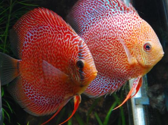 Ring Leopard Discus x Heckel Discus fish possible breeding pair - YouTube